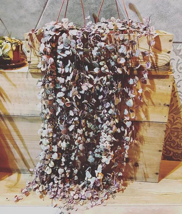 100种爬藤植物花墙,15种常用的园林观花爬藤植物