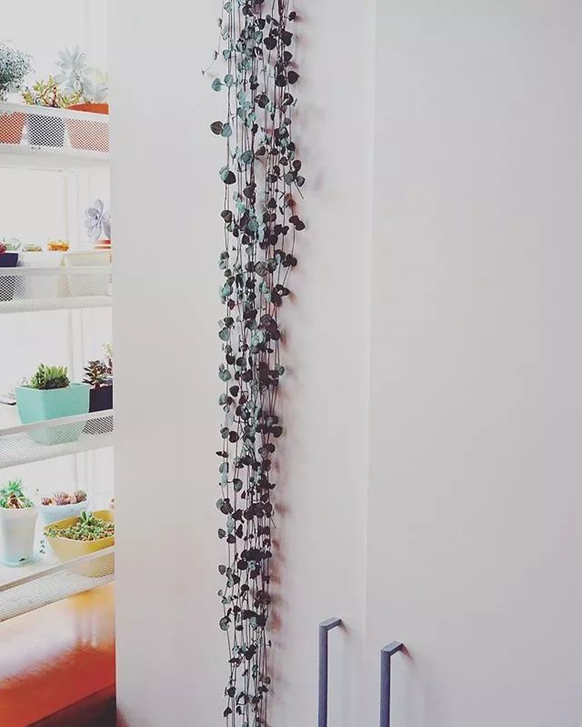 100种爬藤植物花墙,15种常用的园林观花爬藤植物