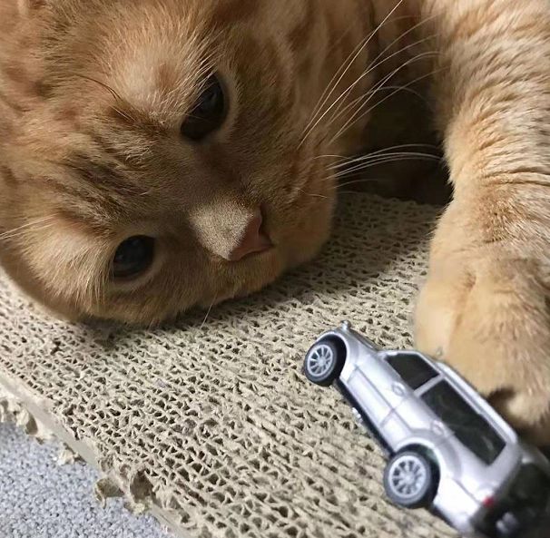 日本小丧猫凭“厌世脸”火遍全网,30w网友心都被萌化了…