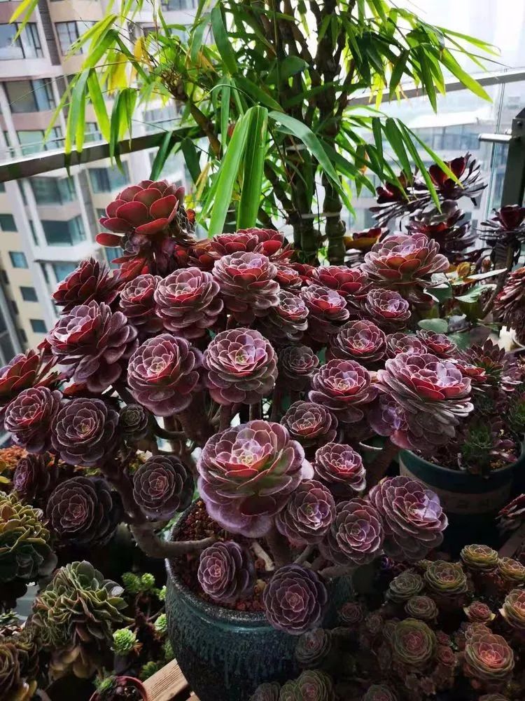 法师黑腐是什么原因,法师叶子黑腐是咋回事