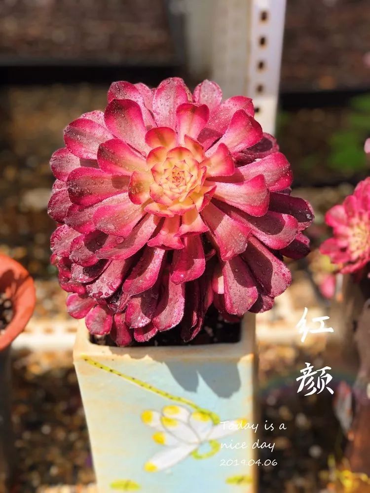 法师黑腐是什么原因,法师叶子黑腐是咋回事