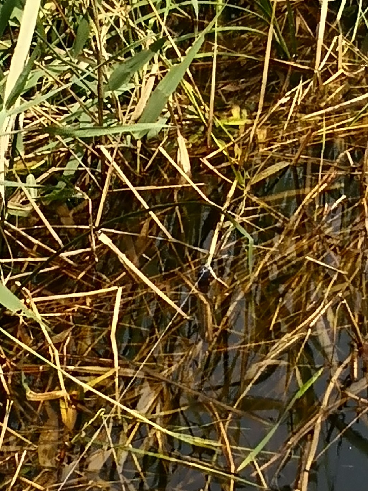 廉颇老矣尚能饭否下句,廉颇老矣尚能饭否下一句神回复