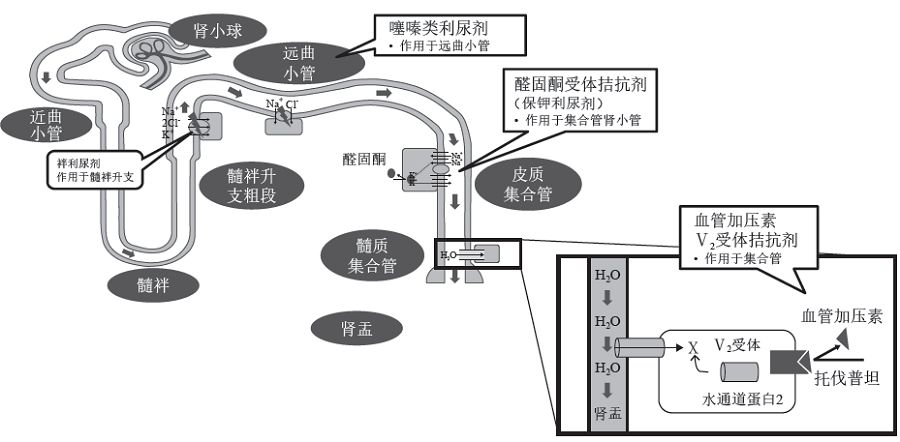 心力衰竭合理用药指南第2版,心力衰竭合理用药指南
