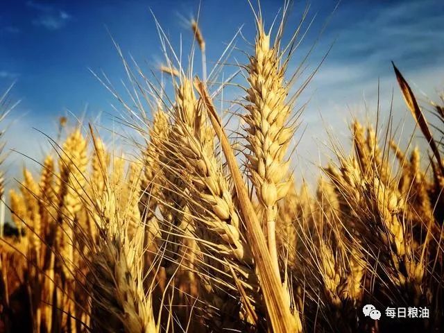 9月份最新小麦价格,2023年九月份小麦价格