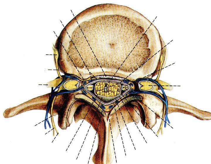一分钟带你了解腰椎狭窄,椎管狭窄症知识大全