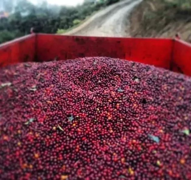 萨尔瓦多咖啡,咖啡豆阿拉比卡和罗布斯塔的品种