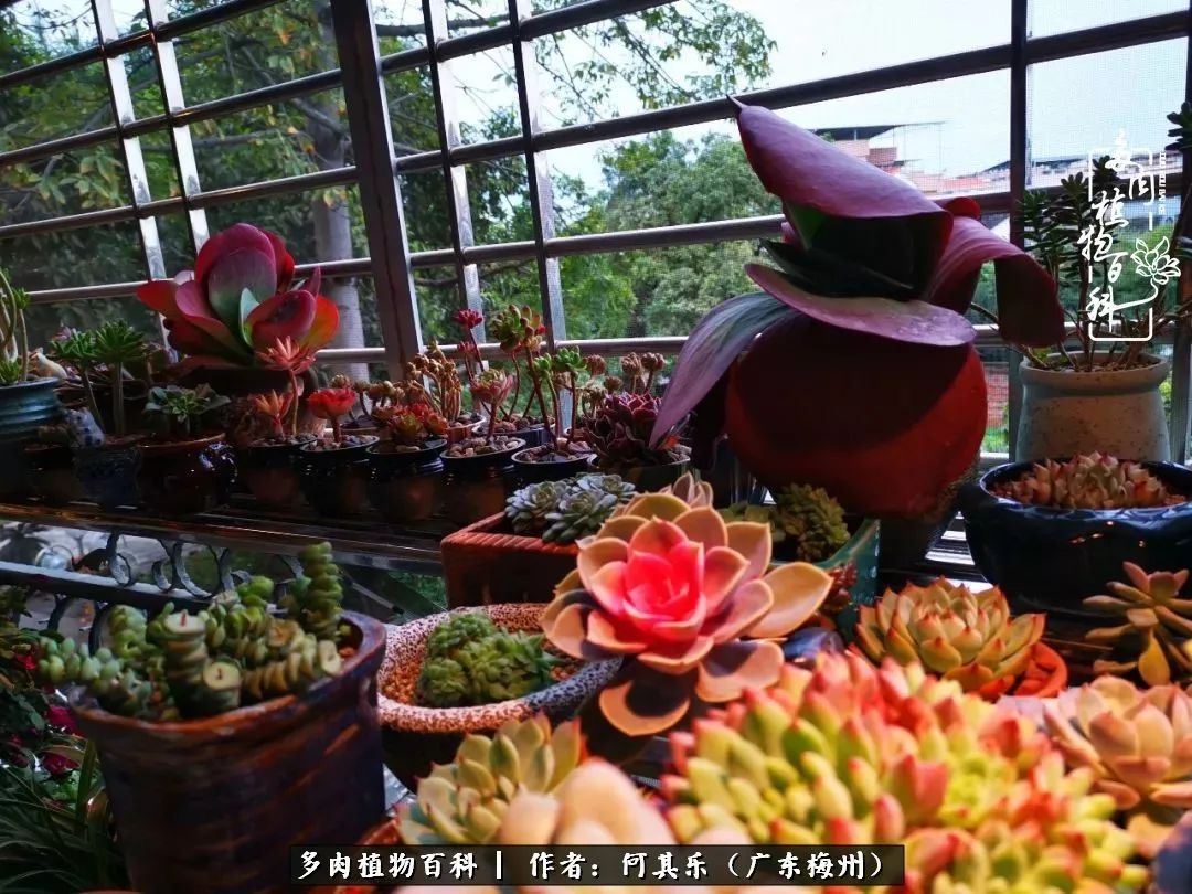 我的阳台“肉园”，看着它们，亦可醉生梦死了