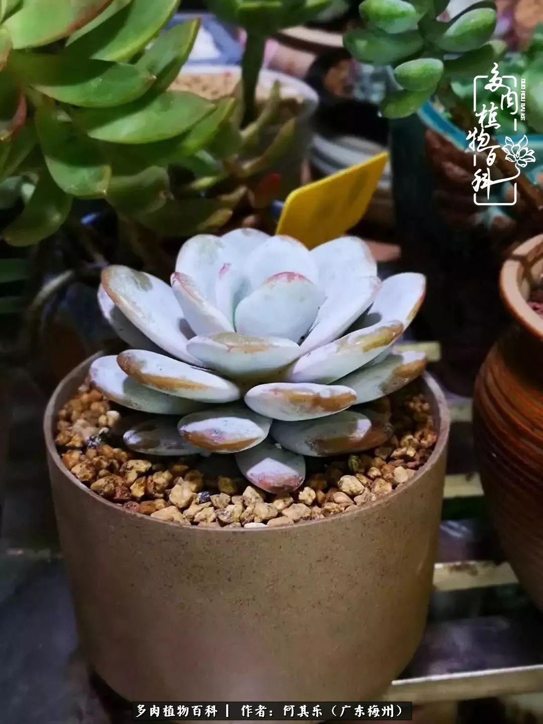 我的阳台“肉园”，看着它们，亦可醉生梦死了