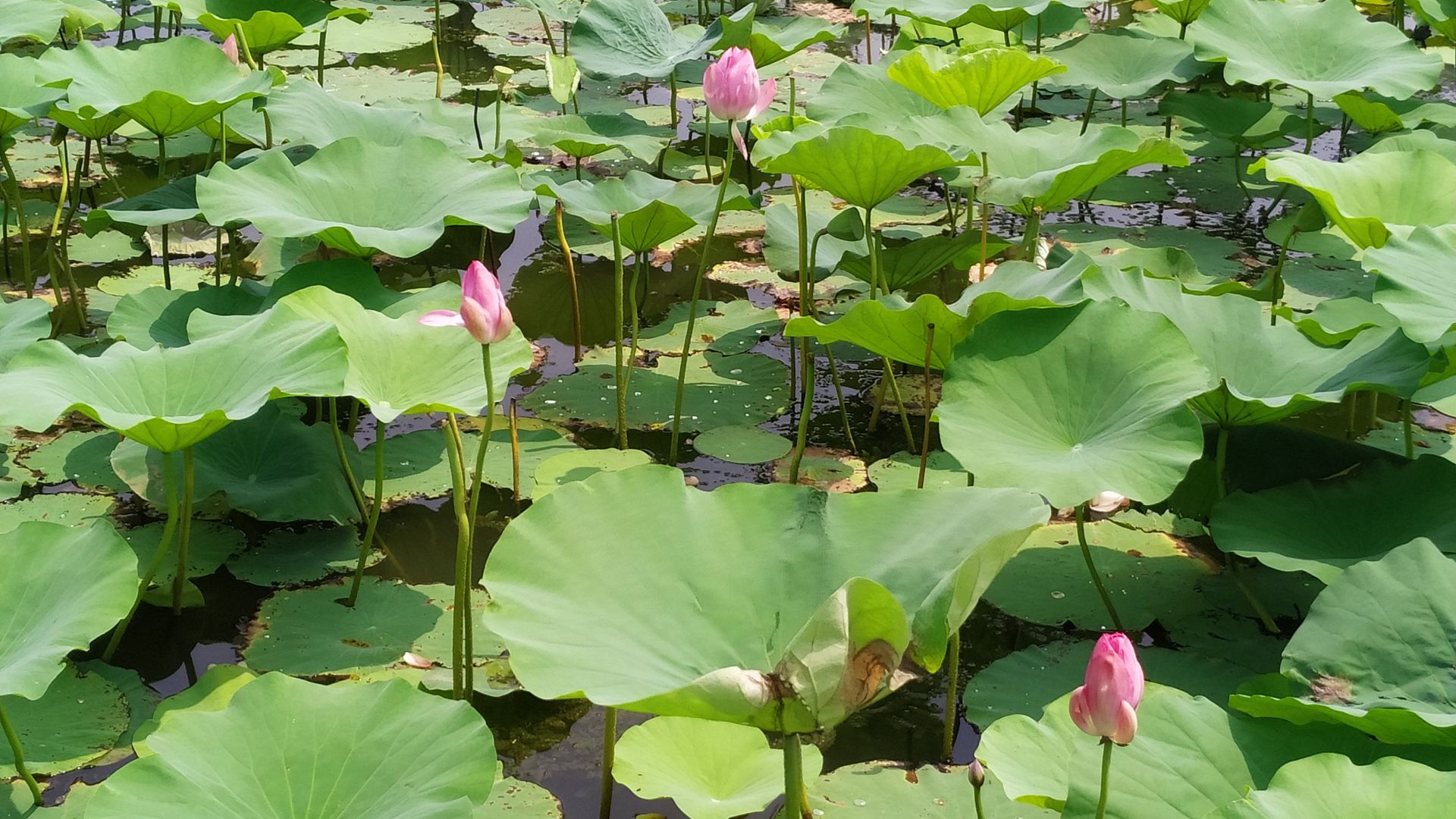 微山湖观荷花,青荷盖绿水微山湖十万亩荷花盛放