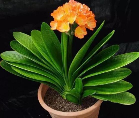 家里面养哪六种花最好,家里养多少种花好看风水好