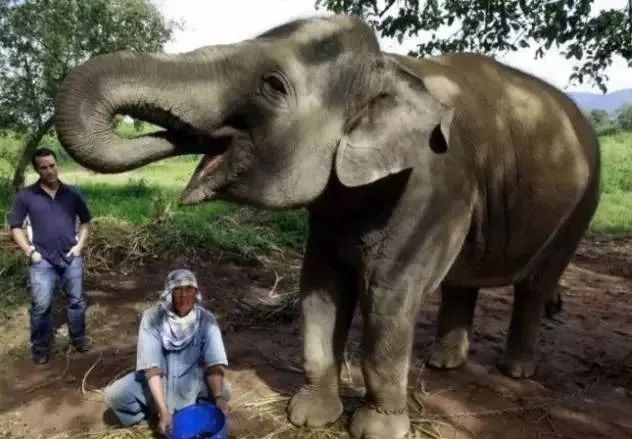 猫屎咖啡是顶级咖啡吗,最贵的咖啡猫屎咖啡