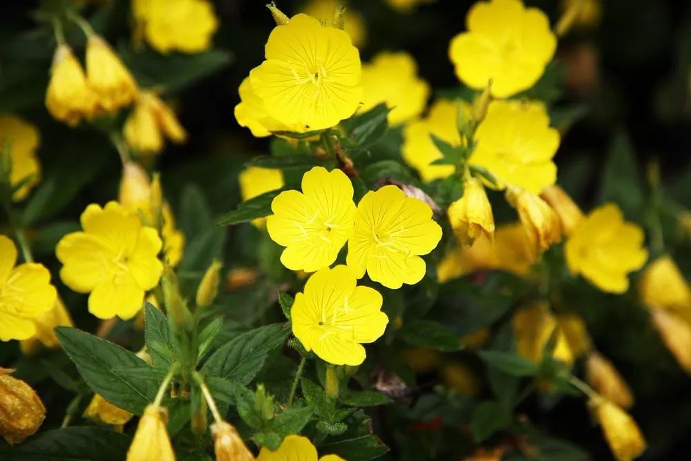 意大利女生撩人秘诀！每天1滴斩男香，能提升你70%销魂度