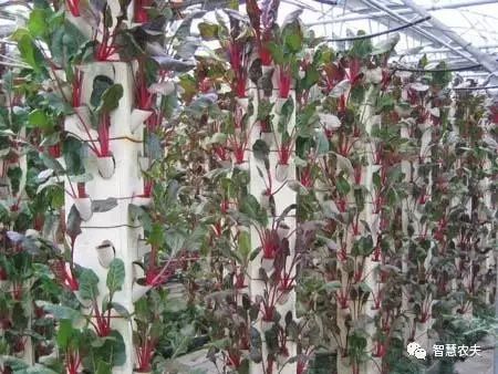 知农道农无土栽培实操技术,无土栽培的知识