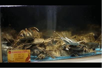 1元/只海白虾,2.8元/只鲍鱼,3.8元/只碳烤生蚝!啤酒喝一瓶还送一瓶!这家人气平价海鲜火锅老店让你嗨翻整个今夏