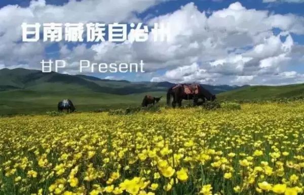 甘A、甘J、甘C、甘D、甘M、甘N、甘P