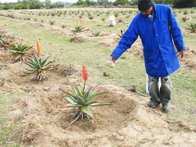 芦荟胶补水保湿提亮肤色晒后修复,祛痘晒后修复保湿补水芦荟胶