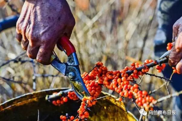 快看！乌兰察布市推送的这几个产品陆续登上京东众筹平台