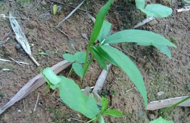 一吹就散的蒲公英抖音视频,一吹即散的蒲公英图片