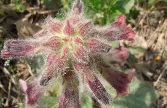 一吹就散的蒲公英就是弱不禁风,一吹就散的蒲公英什么地方有