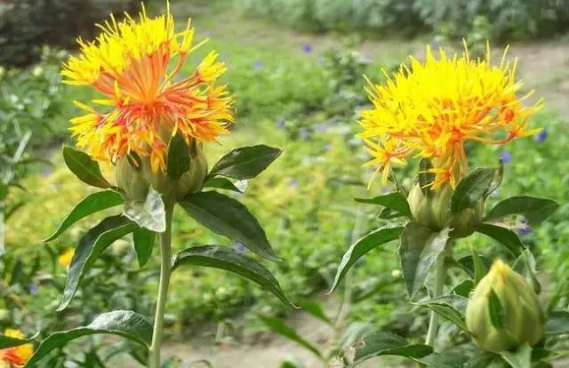 一吹就散的蒲公英就是弱不禁风,一吹就散的蒲公英什么地方有