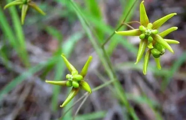 一吹就散的蒲公英就是弱不禁风,一吹就散的蒲公英什么地方有