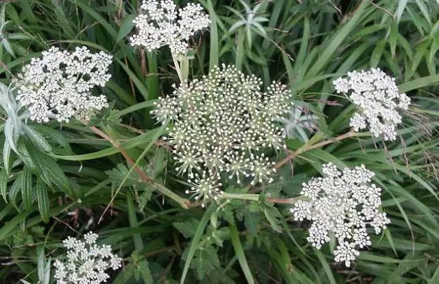 一吹就散的蒲公英抖音视频,一吹即散的蒲公英图片