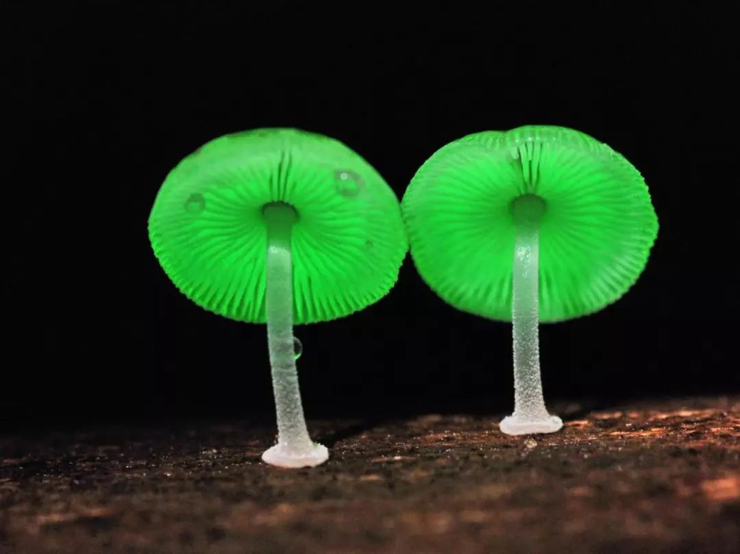 世界上最美的9种蘑菇,阿凡达菌类