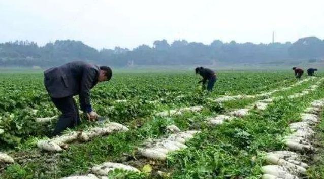 原计划种植畅销药材，后面依靠有机萝卜致富了