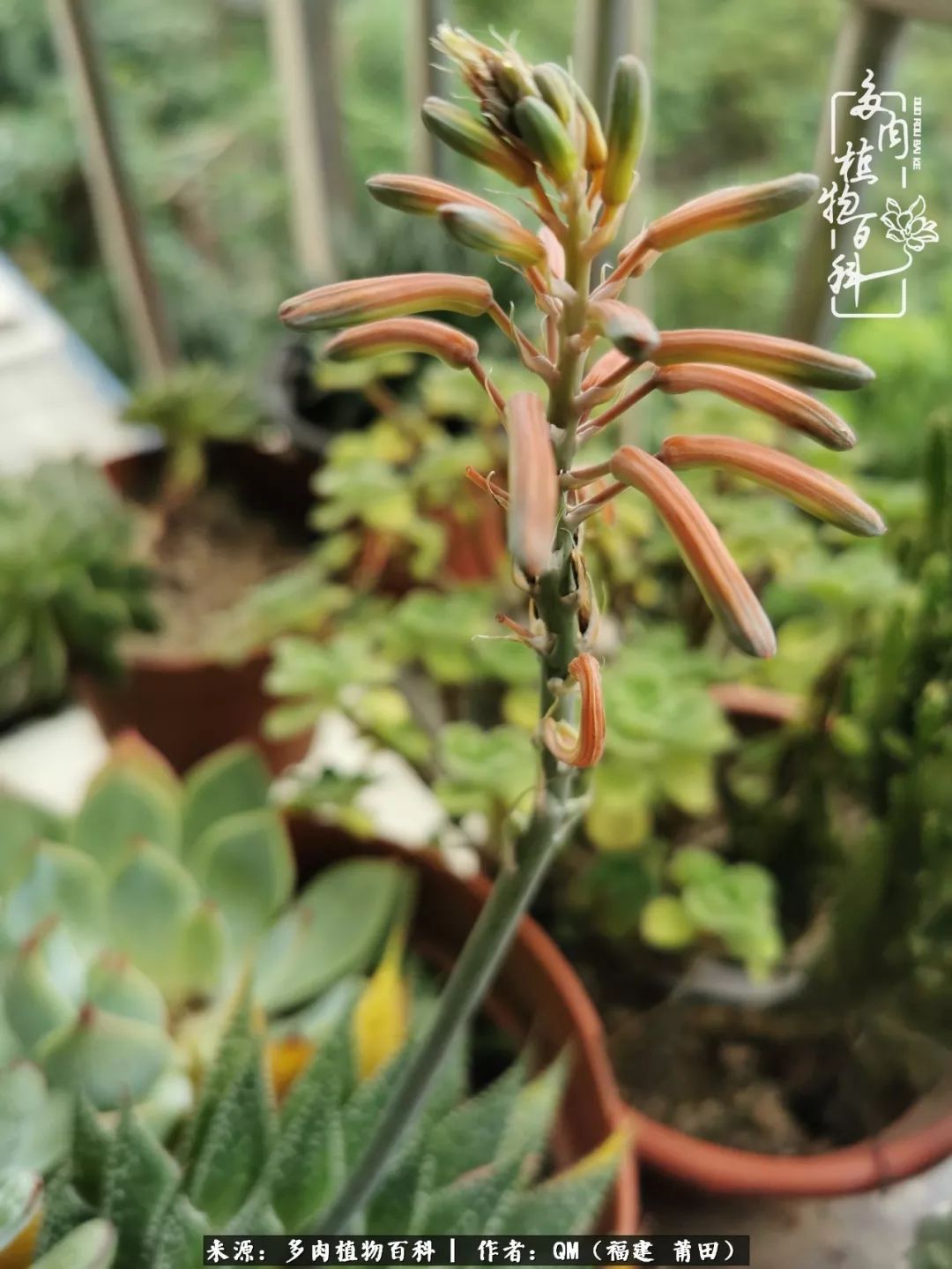 无尽的多肉!陪我走过七年人生之旅