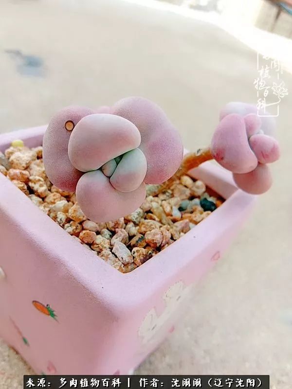 心若向阳无惧晴天,心若向阳不畏风雨