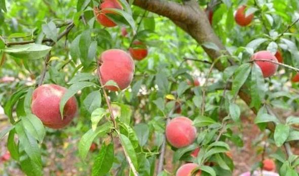 桃树怎样管理长得桃又大又甜,种植桃树的方法