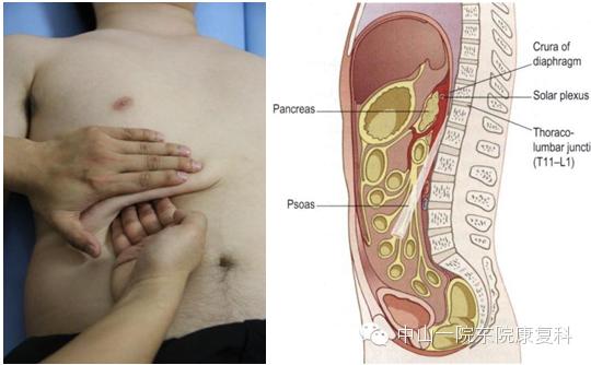 筋膜的康复训练方法,12条筋膜链解析及治疗手法