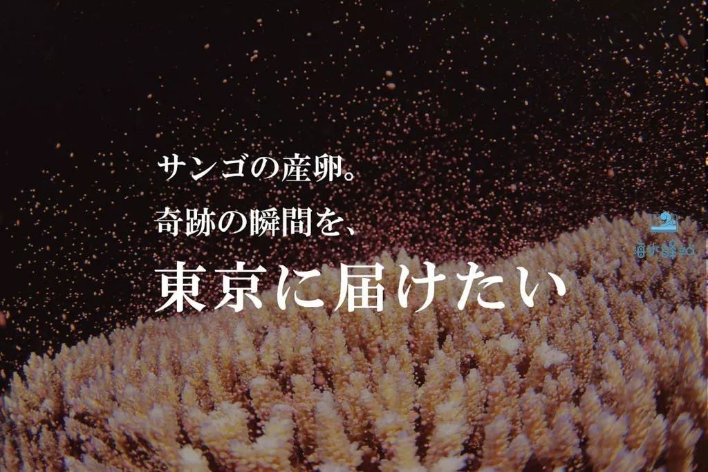 2019年我大学毕业后在日本开个海水店