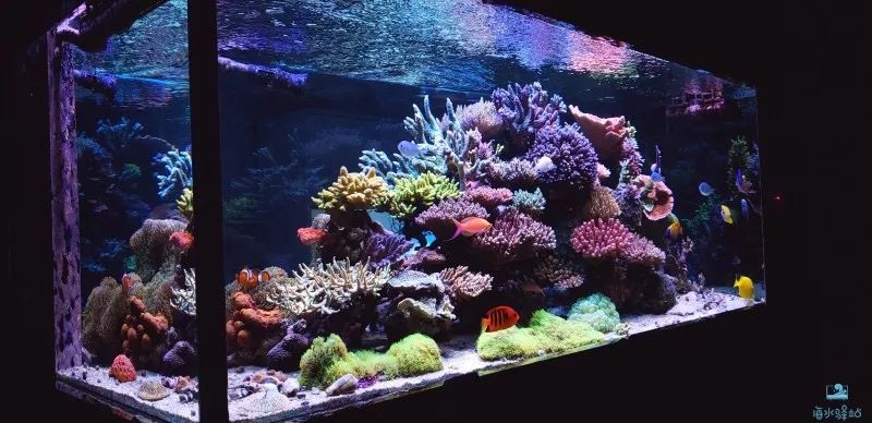 2019年我大学毕业后在日本开个海水店