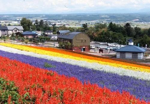 日本最精致农业在哪里,日本农业的精耕