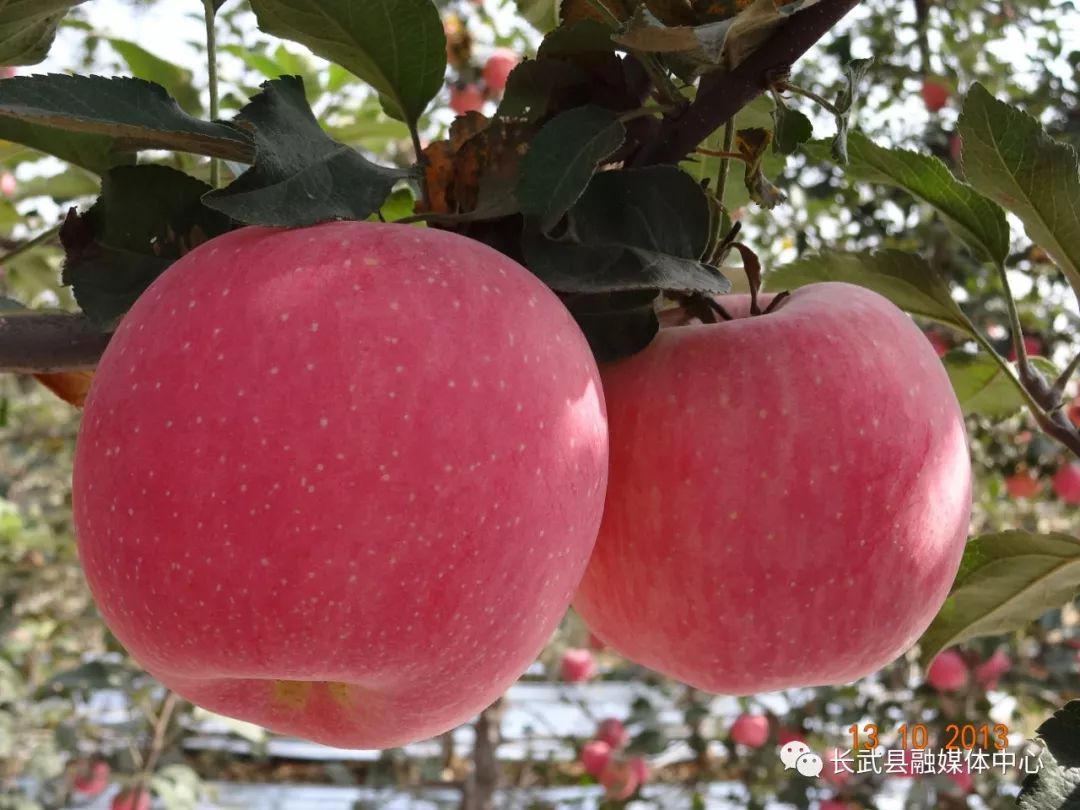 陕西长武苹果产业园,长武苹果基地
