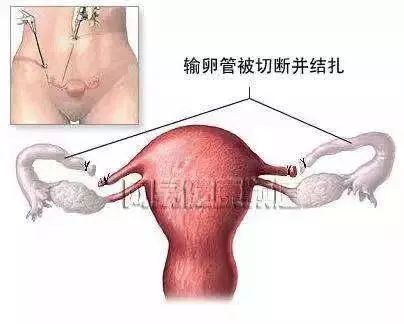 亲爱的常识,亲爱的小知识