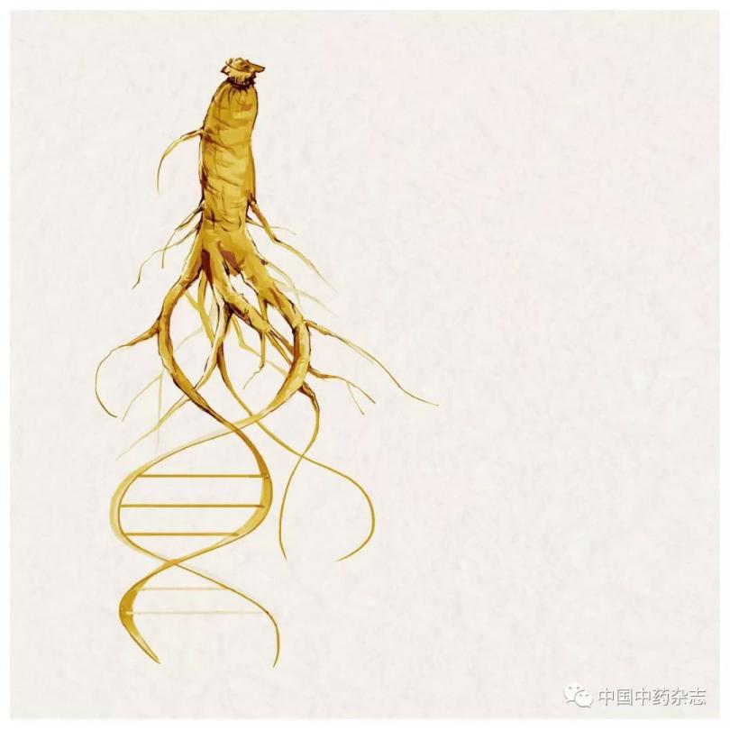 大学生中医药思潮｜从上*党**人参的兴灭到中药材保护