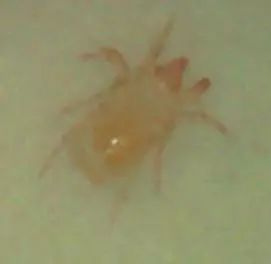 最全蔬菜害虫图谱,蔬菜常见害虫高清图片