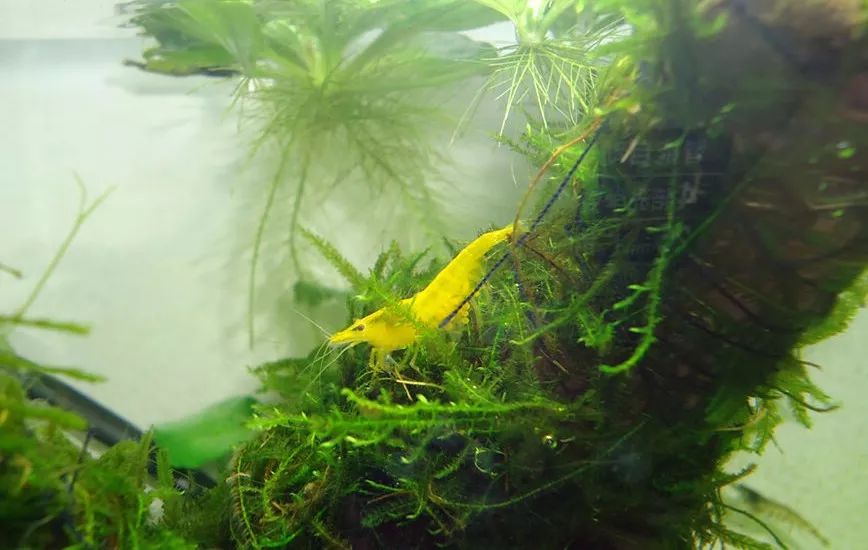 草缸观赏虾品种与养殖,观赏虾哪种在草缸里最好看