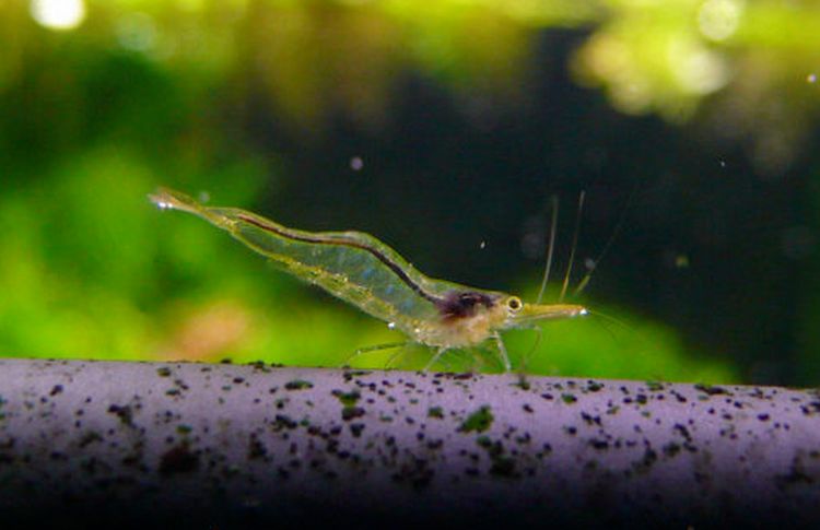 草缸观赏虾品种与养殖,观赏虾哪种在草缸里最好看