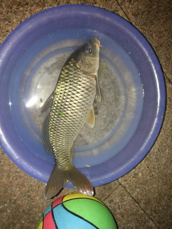 手持太极战蟹将擒得大鲤披月归