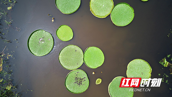 望城好看的取景地,长沙莲花景点