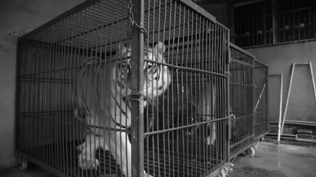 丧心病狂！每帧画面都在捅刀子，多少人忽视了这些人间惨剧…