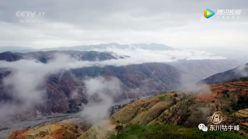 东川茶花仙子今日新闻,东川茶花致富经