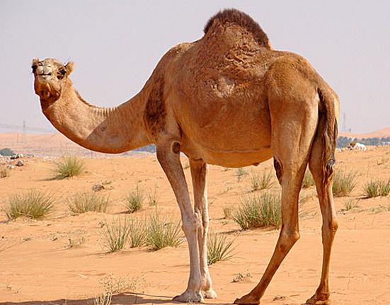 跟哪吒有关的动物,真正有哪吒吗