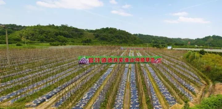 肇庆鼎湖重阳登高,中秋肇庆去哪玩