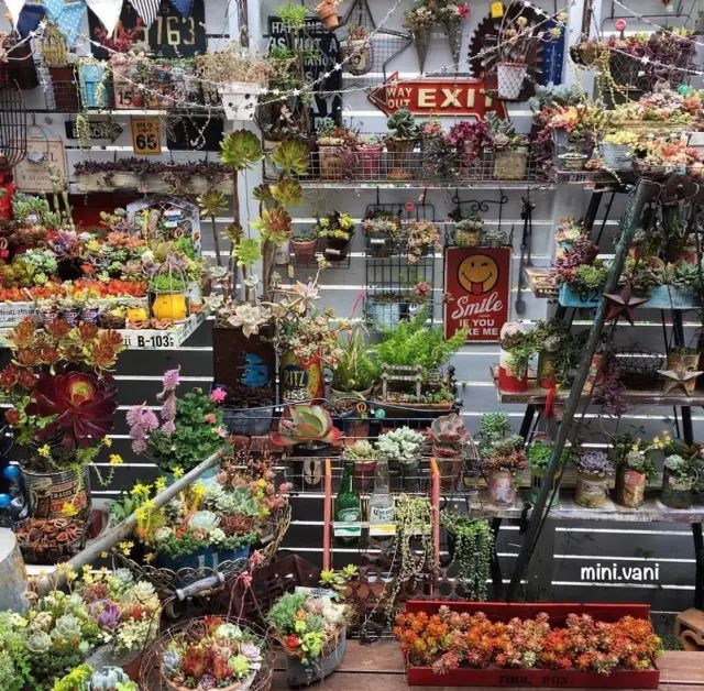 当破铜烂铁碰上多肉，这美度居然还能翻倍