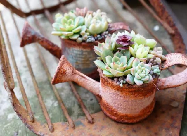 当破铜烂铁碰上多肉，这美度居然还能翻倍