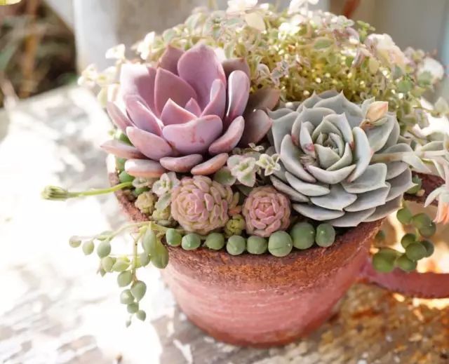 当破铜烂铁碰上多肉，这美度居然还能翻倍